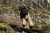 BULLMASTIFF 390